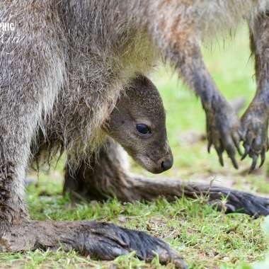 Nat The Newly Born Wallaby