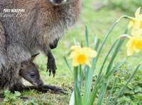 Nat The Newly Born Wallaby