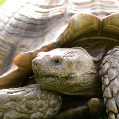 The Tortoise Rescue Centre