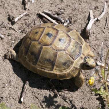 The Tortoise Rescue Centre